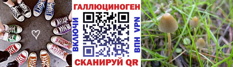 Псилоцибиновые грибы Psilocybe  как найти   кракен как зайти  Суджа 